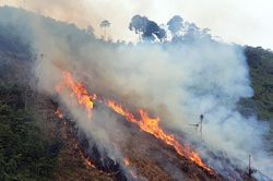 Giải pháp chống phát phá, lấn chiếm đất rừng tự nhiên