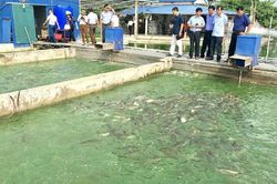 Nông nghiệp Thủ đô tạo bước chuyển mới