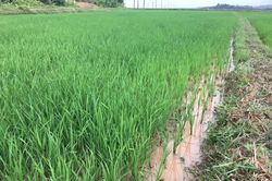 Mưa 'vàng' giải nhiệt, cứu 1.500 ha lúa khô hạn ở Đô Lương