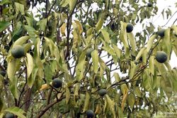 Nắng nóng khiến 'thủ phủ cam Vinh' héo quắt