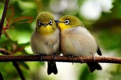 Động vật, cỏ cây cũng… mệt mỏi vì tiếng ồn