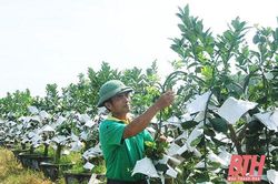 Thanh Hóa: Làm giàu từ mô hình trồng cây cảnh trên 'cánh đồng bỏ hoang'