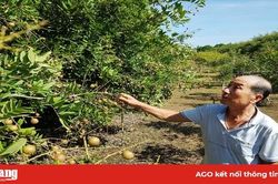 Làm sao phát huy vai trò hợp tác xã ?