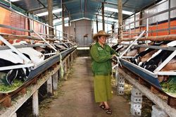Cải thiện thu nhập nhờ nuôi dê Boer lai