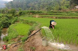Nông dân Tủa Chùa tập trung sản xuất vụ mùa