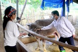 Xử lý triệt để dịch bệnh trên vật nuôi: Cần sự vào cuộc của chính người chăn nuôi
