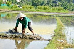 Sơn Dương tuân thủ nguyên tắc thời vụ