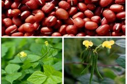 Thuốc quý trong đậu và củ: Bổ tỳ mát phổi