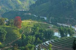 Độc đáo cây 'dự báo mùa màng' của người đồng bào Bắc Hà