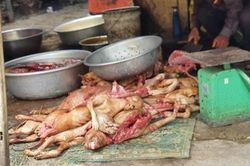 Lễ hội thịt chó diễn ra ở Trung Quốc bất chấp quy định mới về bảo vệ chó