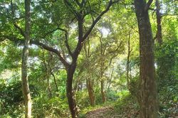 Hương ước kỳ lạ giúp rừng lim cổ thụ 'đứng vững' hàng trăm năm giữa vựa lúa xứ Nghệ