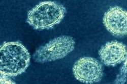 Chủng virus cúm mới được phát hiện ở Trung Quốc có nguy hiểm?