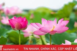 Hương sen mùa hạ
