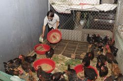 Hướng tới phát triển chăn nuôi bền vững
