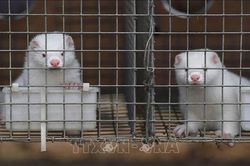 Dịch COVID-19: Hà Lan tiêu hủy thêm hai trang trại nuôi chồn nhiễm virus