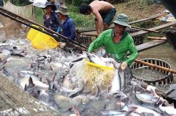 Xuất khẩu cá tra giảm hơn 30% nửa đầu năm 2020