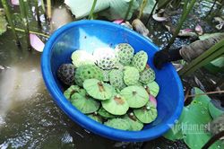 Nông dân kể chuyện: Hai tháng dầm mình dưới bùn, đút túi tiền tỷ