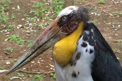 Độc đáo loài chim mang khuôn mặt cụ già
