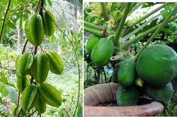 Hướng dẫn trồng khế, đu đủ trĩu quả trong thùng xốp