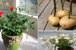 Cách trồng hoa hồng 'lớn nhanh như thổi', sai hoa bằng... khoai tây