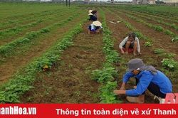 Ghi nhận từ những mô hình liên kết sản xuất cây trồng phục vụ chế biến