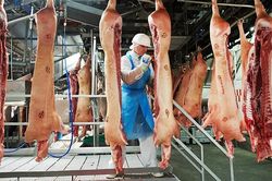 Châu Âu tiếp tục phát hiện nhiều ca lây nhiễm COVID-19 từ ổ dịch lò mổ