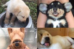 Những tư thế ngủ siêu hài của 'boss cưng' giúp phá tan cơn buồn chán của 'sen'