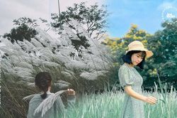 Cánh đồng lau ngay giữa trung tâm Hà Nội: Đẹp hoang sơ nhưng lên hình 'chill' cực kỳ