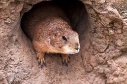 Nga cấm săn sóc marmot ở biên giới TQ sau ca cái chết đen tại Nội Mông