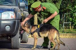 Cảnh sát phục kích nhóm vận chuyển 54 bánh heroin