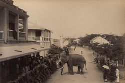 Lạ lùng cảnh voi xuất hiện trên đường phố Hà nội xưa