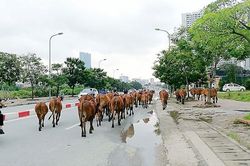 Hà Nội cấm chăn nuôi gia súc, gia cầm trong đô thị