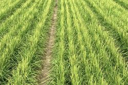 'Lúa khô' - Hy vọng mới cho khủng hoảng lương thực