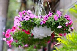 Học ngay cách trồng những chậu hoa dạ yến thảo đẹp mê mẩn treo trước nhà