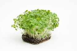 Trồng 'siêu thực phẩm' rau mầm cải xoong ngừa ung thư