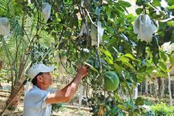 Lão nông Quảng Nam trồng bưởi da xanh, thu hàng trăm triệu mỗi năm