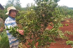 Nông dân Chư Sê phát triển trồng cây có múi