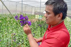 Cát tường nhà lưới - đầu tư thấp, thu nhập cao