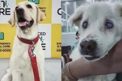 Một chú chó được gọi là 'tốt bụng nhất thế giới' vì đã hiến máu cứu bạn
