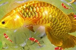 Những giấc mơ về cá báo hiệu điềm may