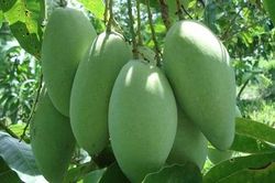 Những lợi ích sức khỏe bất ngờ của quả xoài xanh