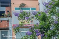 Nao lòng phượng tím Đà Lạt nở rộ giữa Hà Nội