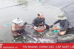 Vì đâu giá tôm vụ xuân hè ở Hà Tĩnh giảm sâu?