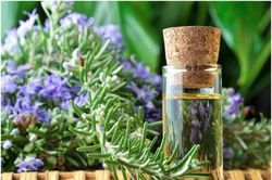 Những loại cây cảnh làm đẹp cho không gian, giúp đuổi ruồi muỗi và tốt cho môi trường
