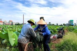 Nông dân Hà Nam bội thu ngày nắng rát nhờ trồng sen lấy hạt