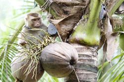 Thái Lan bác bỏ cáo buộc ngược đãi, bắt ép khỉ hái dừa