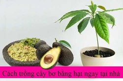 Cách trồng cây bơ từ hạt siêu dễ, vừa để làm cảnh vừa đợi quả ăn