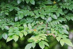 Lá khế có phải thảo dược duy nhất chữa dị ứng, mề đay hiệu quả?