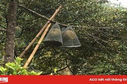 Sầu riêng núi Cấm