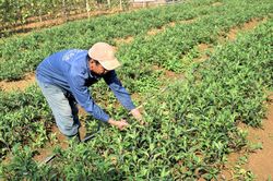 Quảng Nam: Thứ rau rừng thơm mùi thuốc Bắc trồng trên rẫy, ai cũng muốn mua